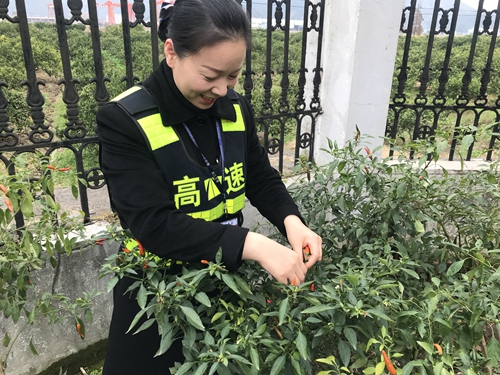 圖為員工采摘豐收果實   陳瑩攝_副本.jpg